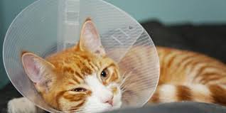 Pet Insurance for Cats - Pawling NY